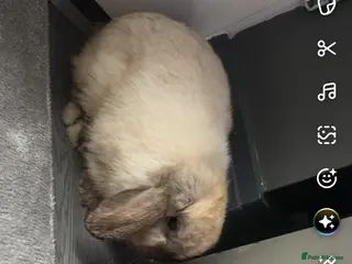 Mini Lop rabbits Mini lop babies - Advert 2