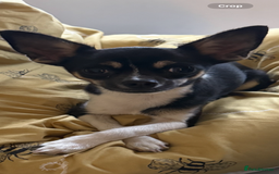 Chihuahua dogs for sale: 2 female toy Chihuahuas for sale - Image 3
