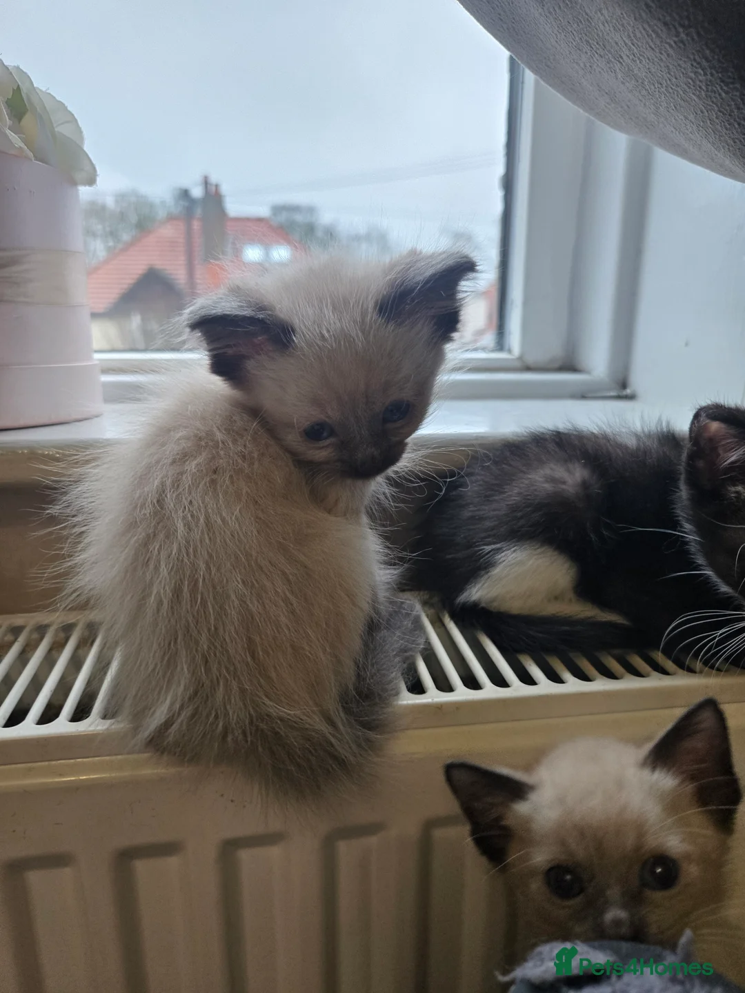 Siamese cats for sale: Beautiful siamese boys and girls  - Advert 32