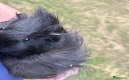 Guinea Pig rodents for sale: 4 gorgeous male guinea pigs available - Image 2