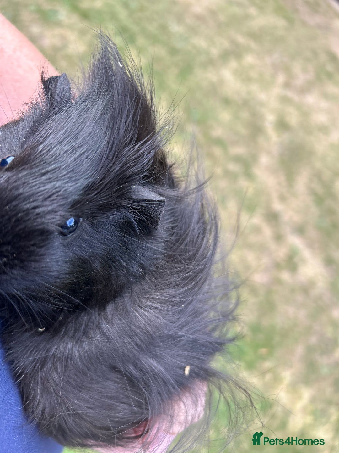 Guinea Pig rodents for sale: 4 gorgeous male guinea pigs available - Image 2