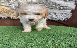 Goldendoodle dogs for sale: 4 beautiful golden doodle puppies ready to go!!!! - Image 5