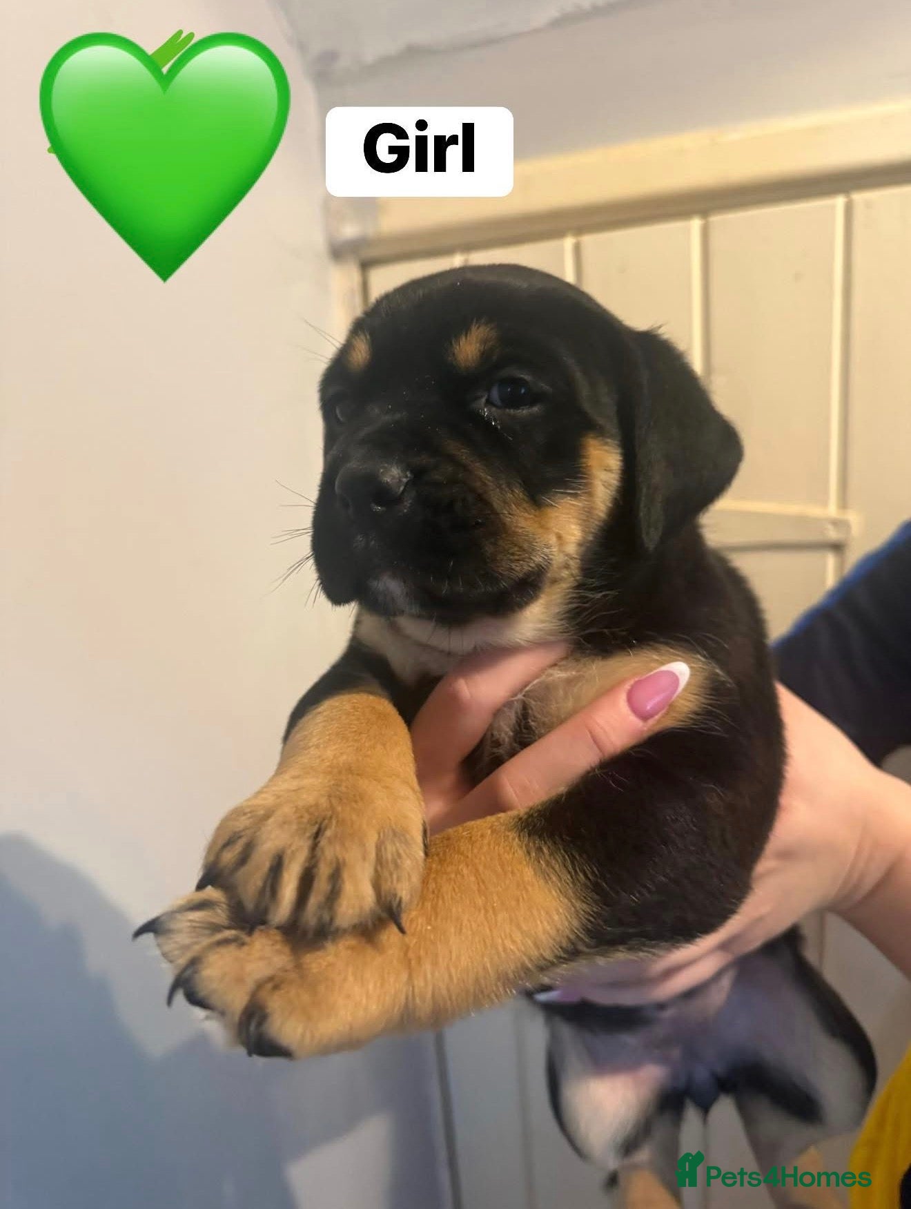 Rottweiler dogs Last 4 puppies  - Advert 13