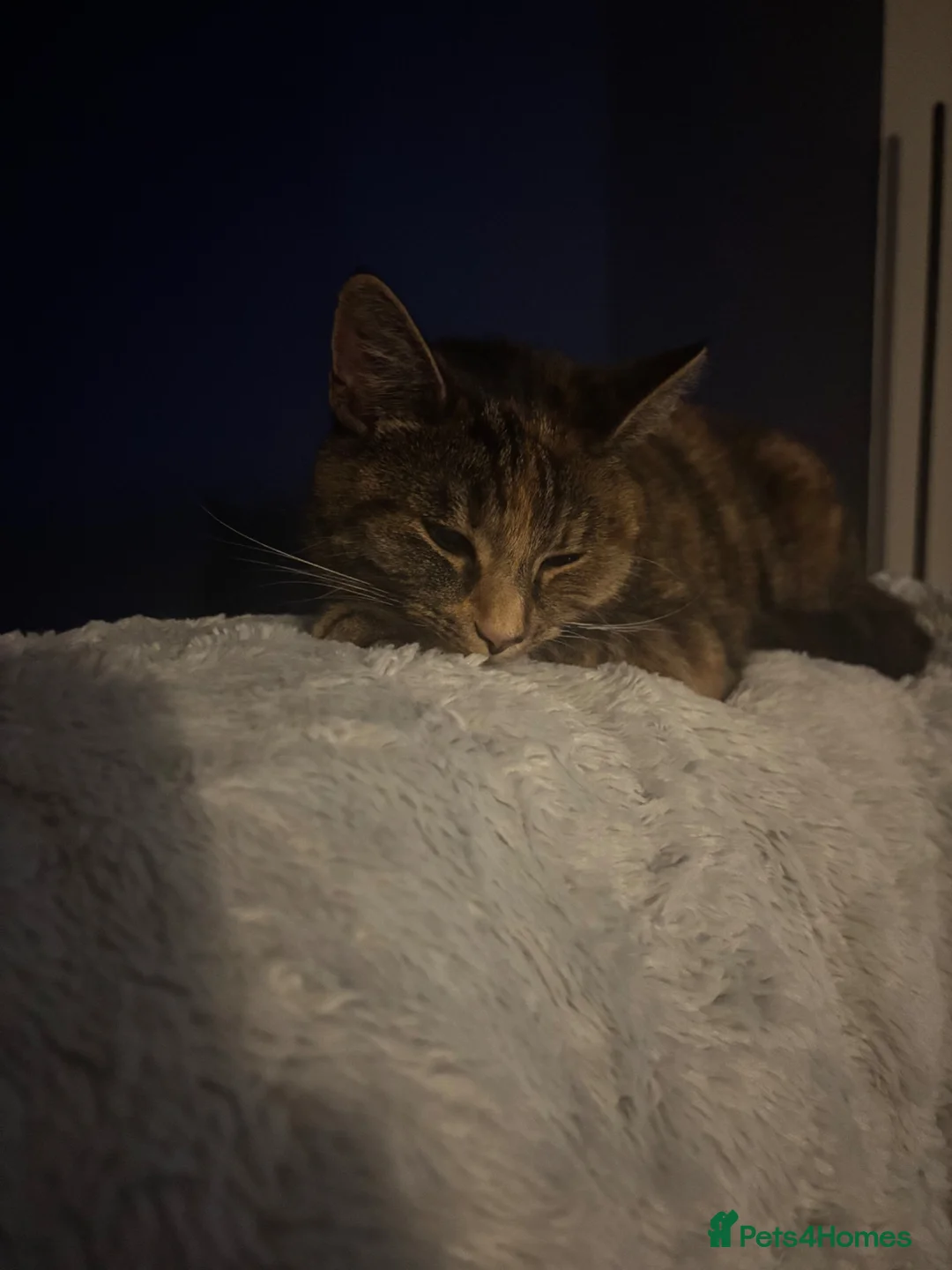 Domestic Shorthair cats for sale: 4 Year Old Female Needs a New Home - Advert 6