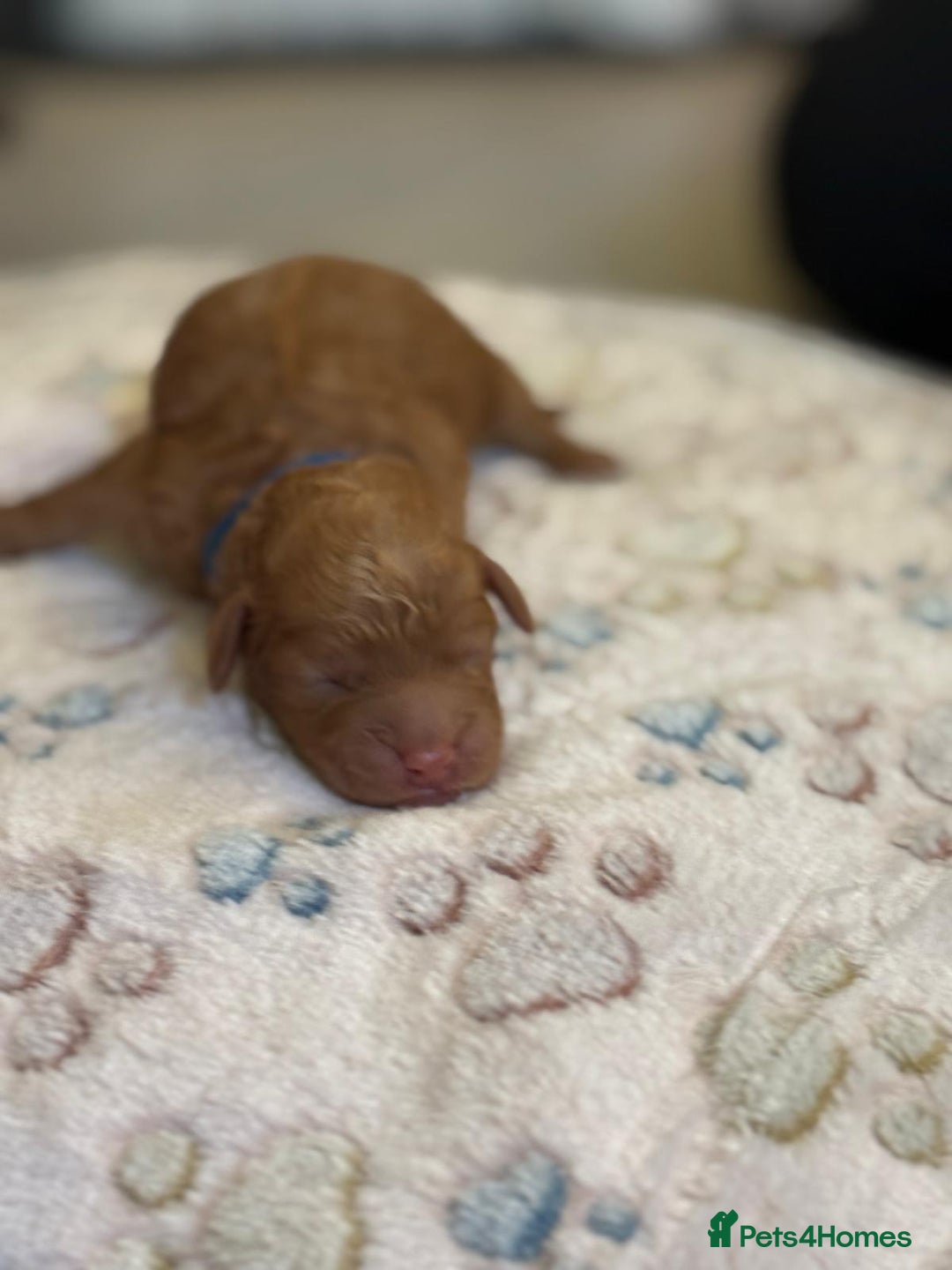 Cockapoo dogs for sale: STUNNING LITTER OF COCKAPOO - Image 5