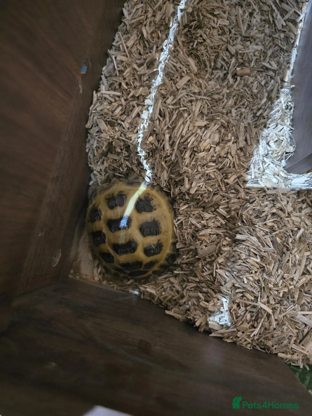 Tortoise reptiles for sale: Tortoise Looking for a New Home 🐢 in Dartford - Advert 2