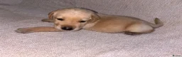 Labrador Retriever dogs for sale: KC Registered Fox Red Labrador Puppies in Aldershot - Advert 4