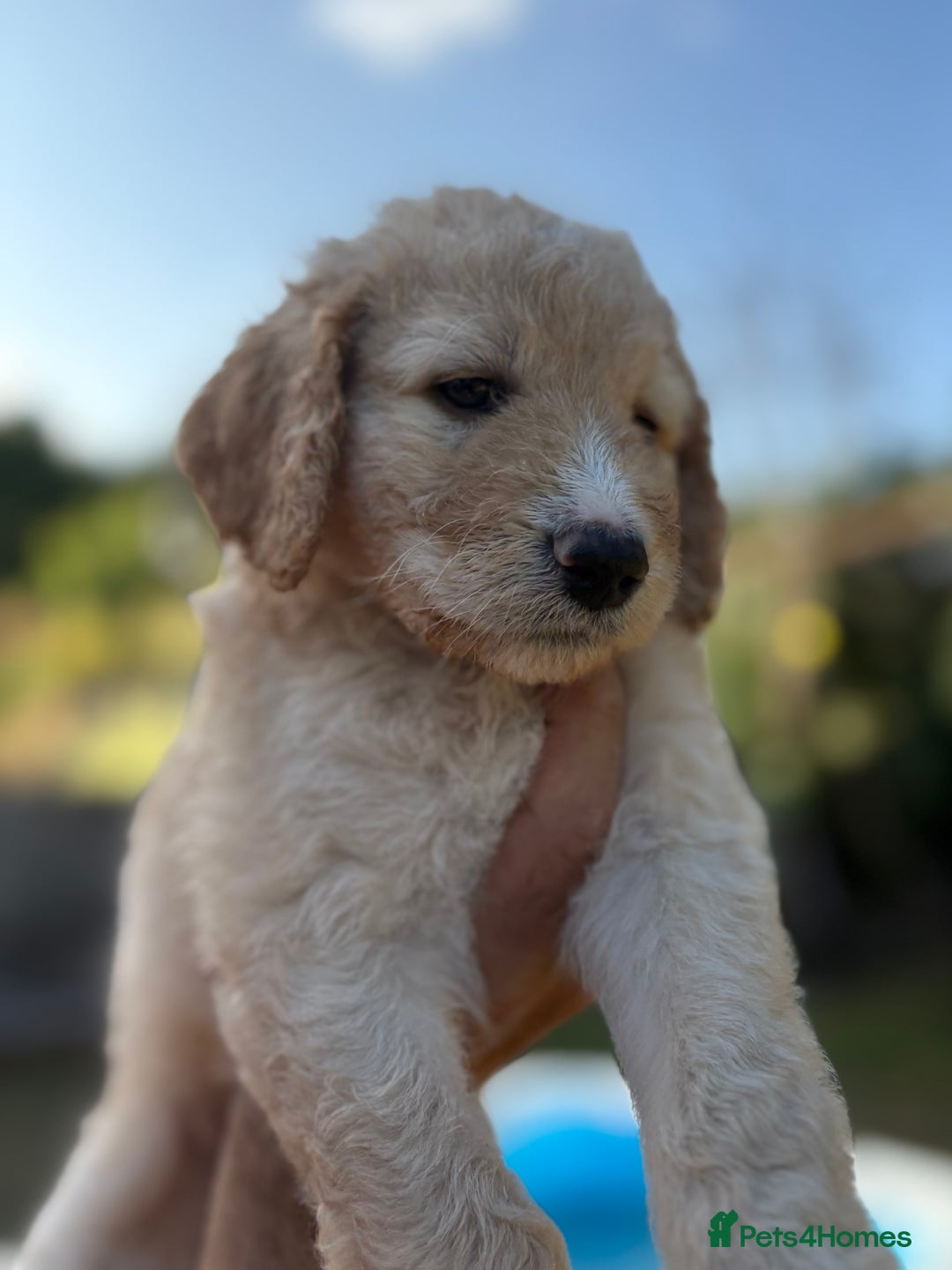 Labradoodle dogs for sale: F1B Labradoodles: available from Aug 2nd. in Uxbridge - Image 13