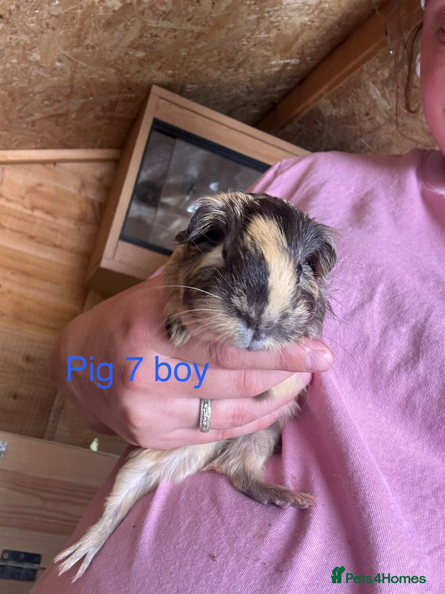 Guinea Pig rodents Guinea pig babies  - Advert 23