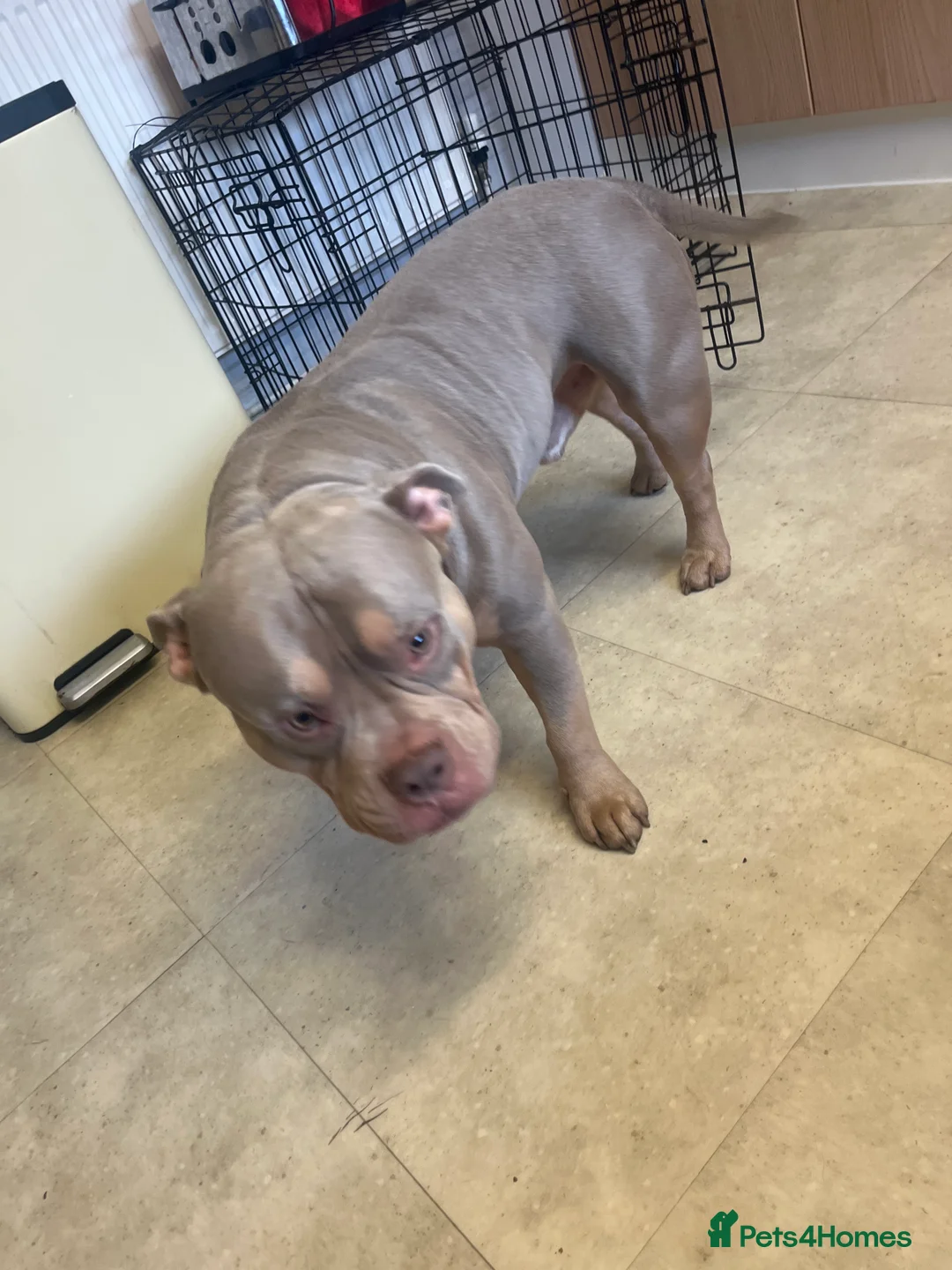 Shorty Bull dogs for sale: 2 year old micro bully Romeo for sale  in Mansfield - Advert 3