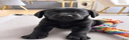 Labrador Retriever dogs for sale: Trained Labradors  - Advert 5