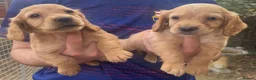 Cocker Spaniel dogs for sale: Five Cocker Spaniel Puppies in Gloucester - Advert 4
