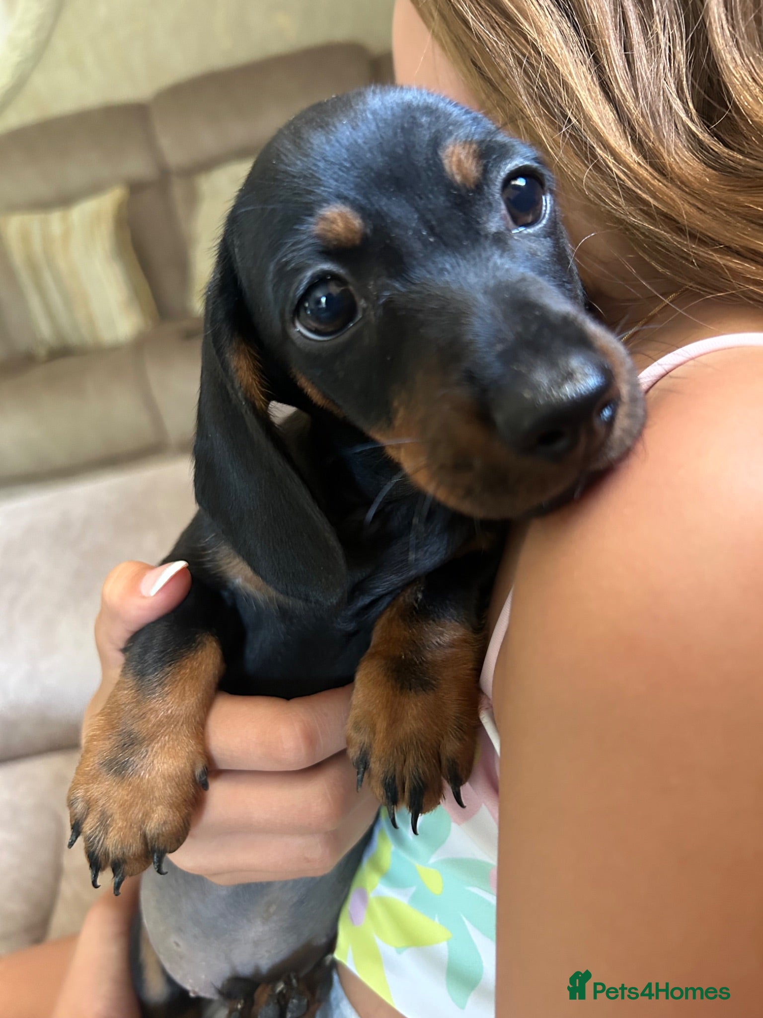Dachshund dogs 1 miniature dachshund ready for new homes - Advert 1