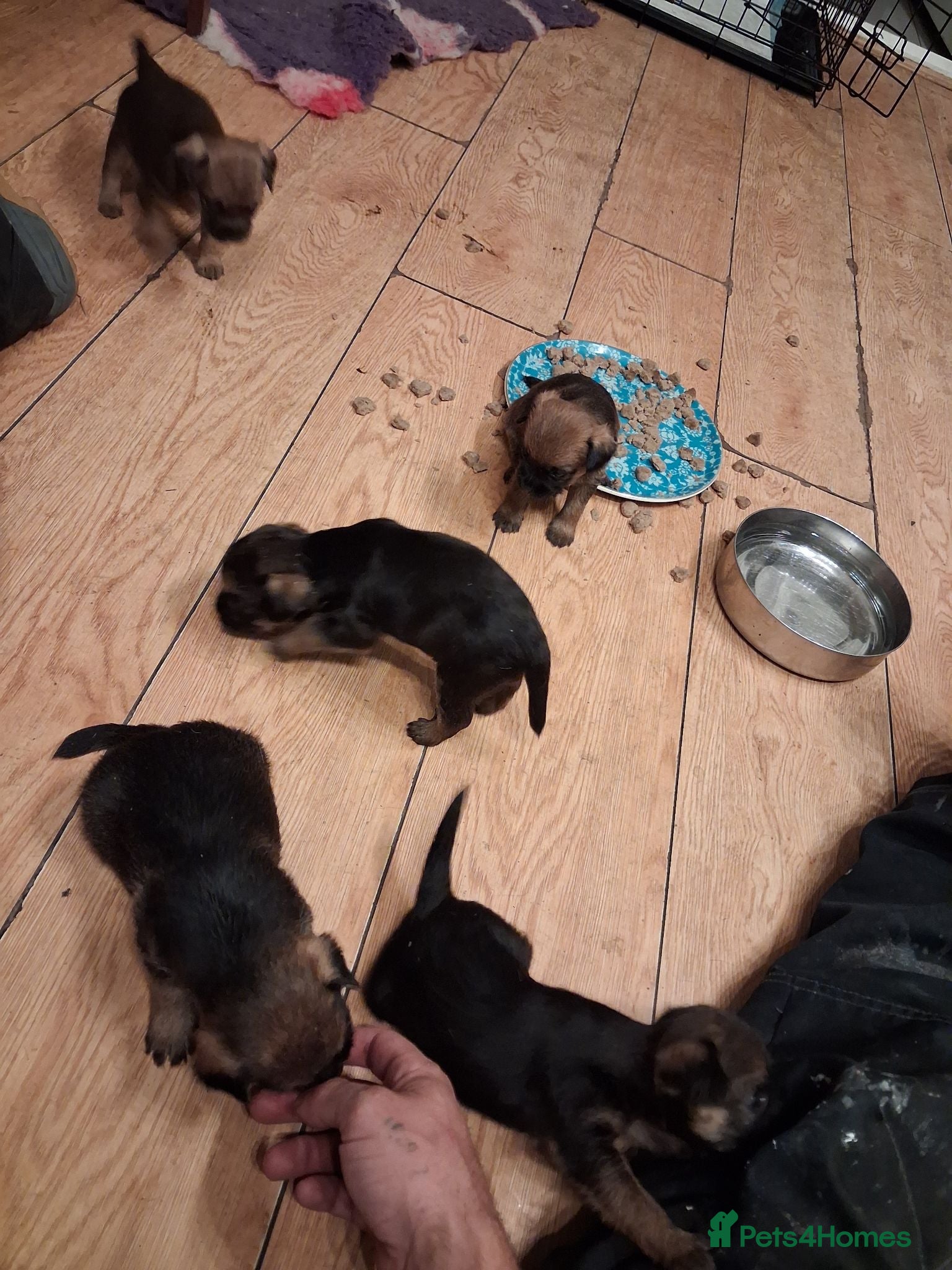 Border Terrier dogs Pip's littre of 5 - Advert 1