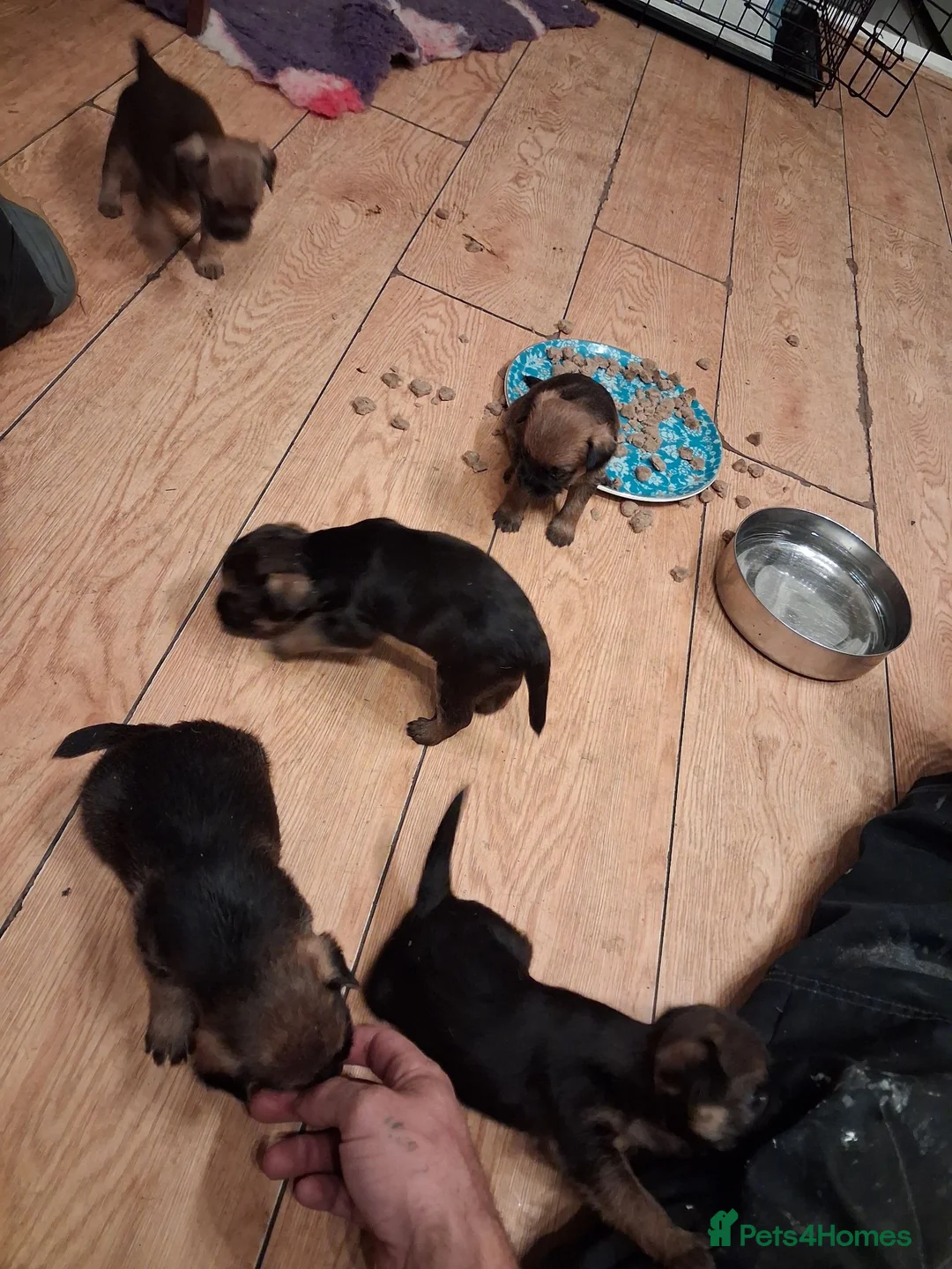 Border Terrier dogs for sale: Pip's littre of 5 in Halesowen - Advert 1