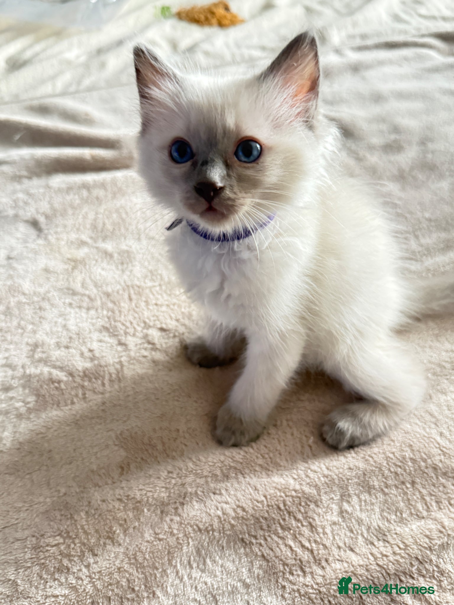 Ragdoll cats *Ready To Leave Now 2 Pure Ragdoll Male Kittens*** - Advert 17