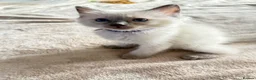Ragdoll cats for sale: *Ready To Leave Now 2 Pure Ragdoll Male Kittens*** - Advert 8