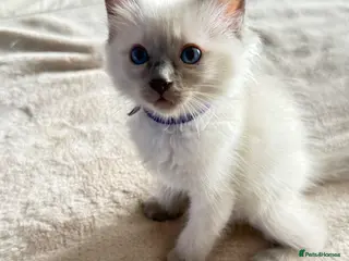 Ragdoll cats *Ready To Leave Now 2 Pure Ragdoll Male Kittens*** - Advert 17