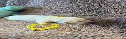 Golden Retriever dogs for sale: Golden Retriever Pups - Gorgeous  - Advert 6