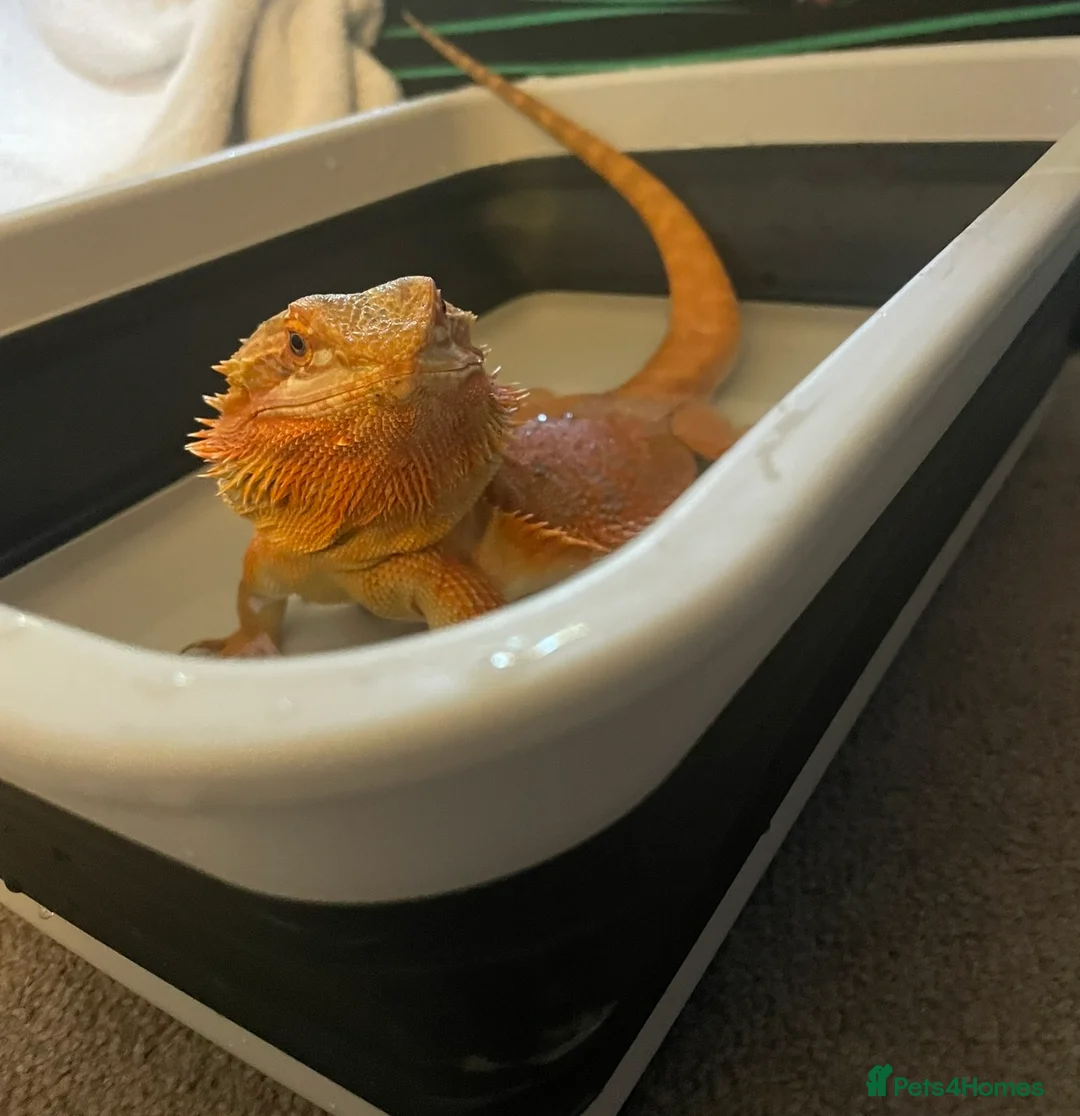 Bearded Dragon reptiles for sale: 5 year old bearded dragon in Buntingford - Advert 2