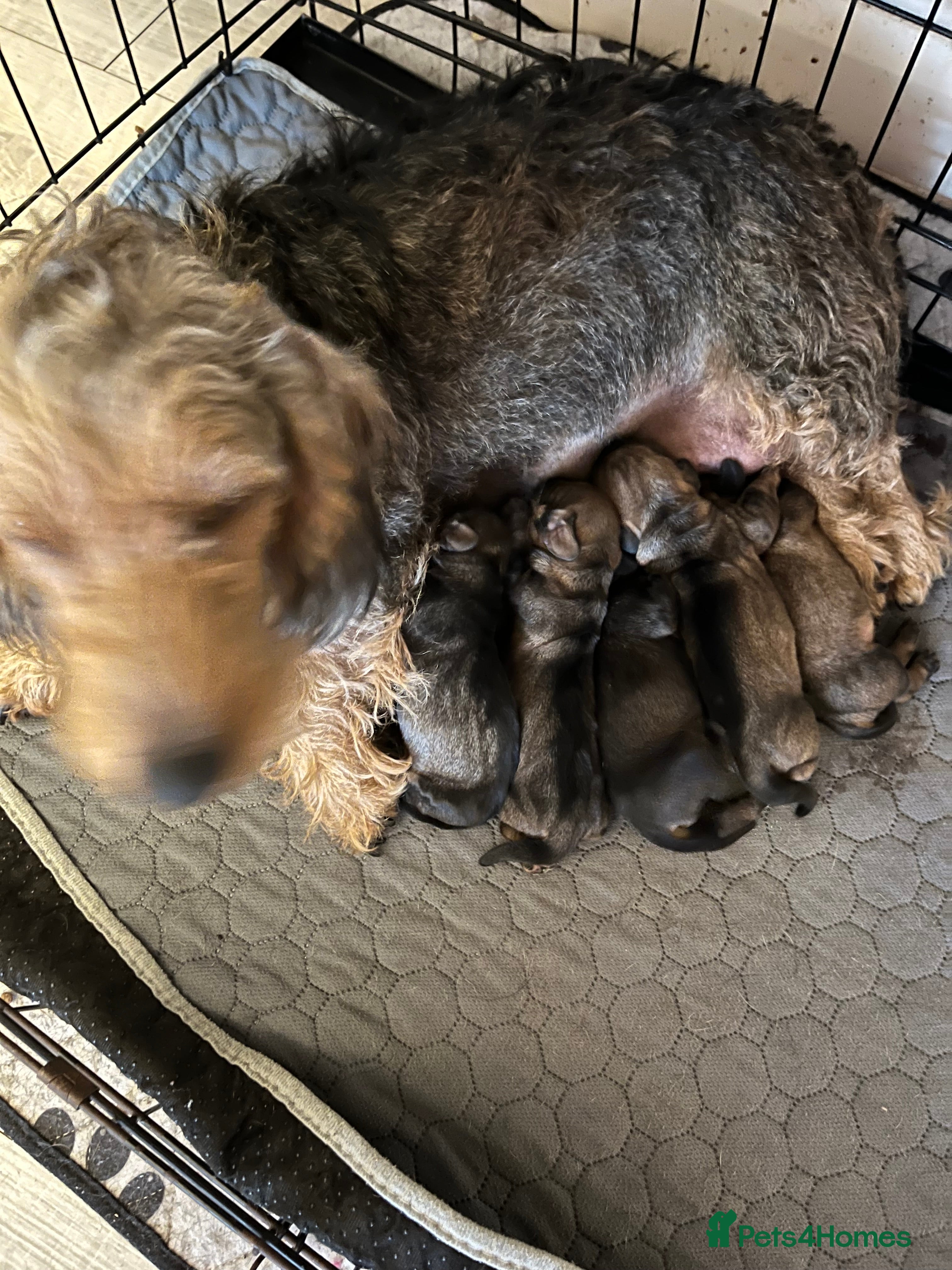 Dachshund dogs STANDARD WIREHAIRED DACHSHUNDS - Advert 2