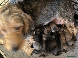 Dachshund dogs STANDARD WIREHAIRED DACHSHUNDS - Advert 4