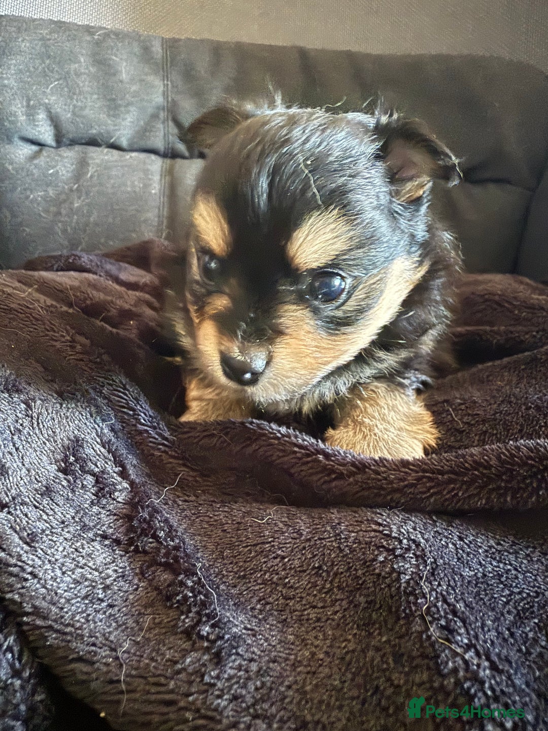Pomeranian dogs for sale:  Adorable Pomeranian puppies  - Image 5
