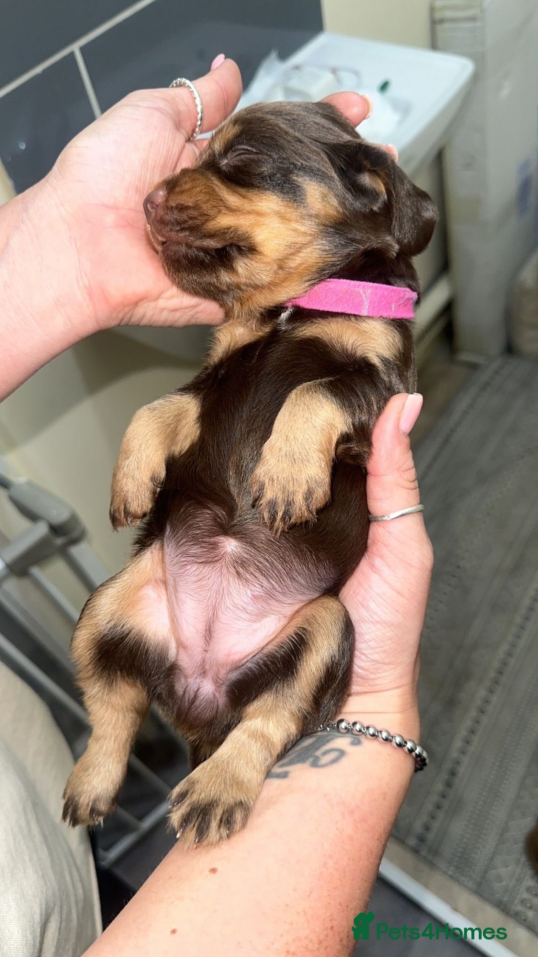 Cocker Spaniel dogs for sale: Cocker spaniel (working cocker spaniel)   - Image 11