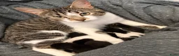 Mixed Breed cats for sale: Beautiful mixed breed kittens  - Advert 1