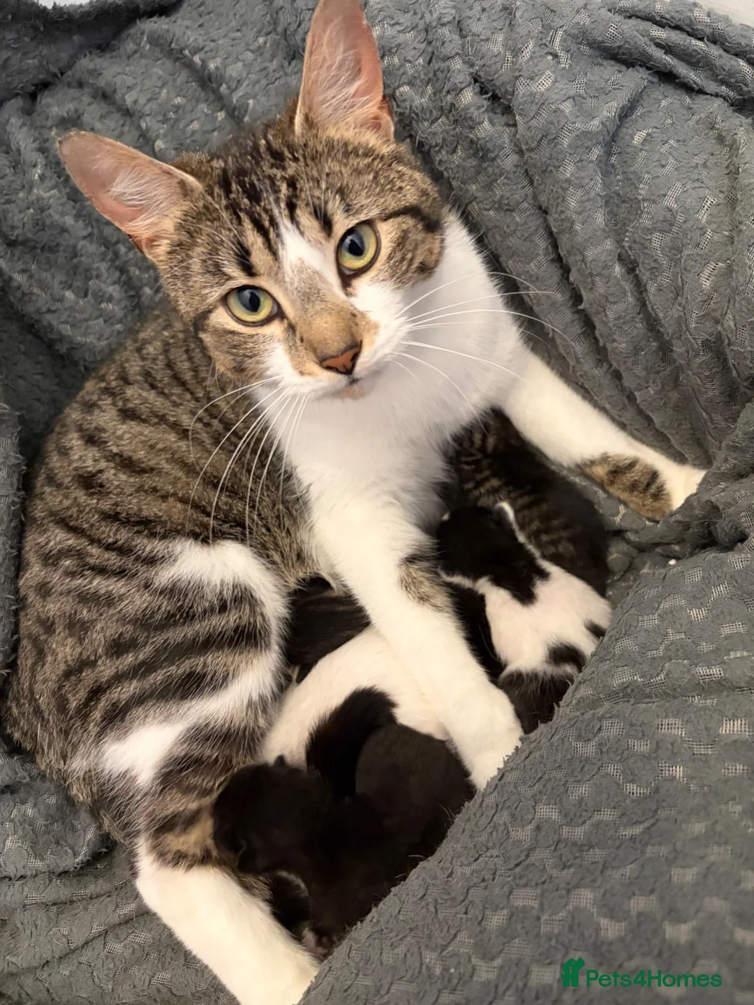 Mixed Breed cats for sale: Beautiful mixed breed kittens  - Advert 1