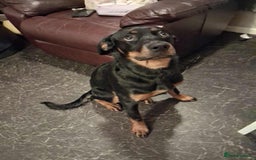 Rottweiler dogs for sale: Beautiful female rottweiler puppy for sale - Image 1