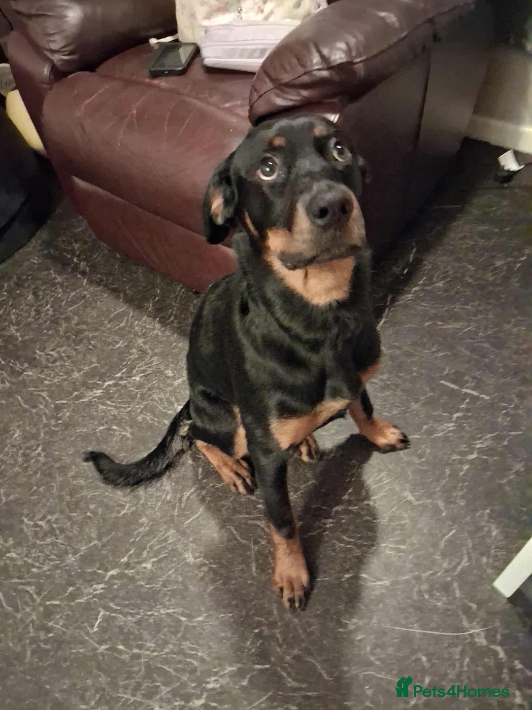 Rottweiler dogs for sale: Beautiful female rottweiler puppy for sale - Image 1