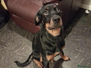 Rottweiler dogs - Advert 2