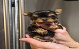 Yorkshire Terrier dogs for sale: 💝Beautiful Miniature Babies from 250g💝 - Image 6
