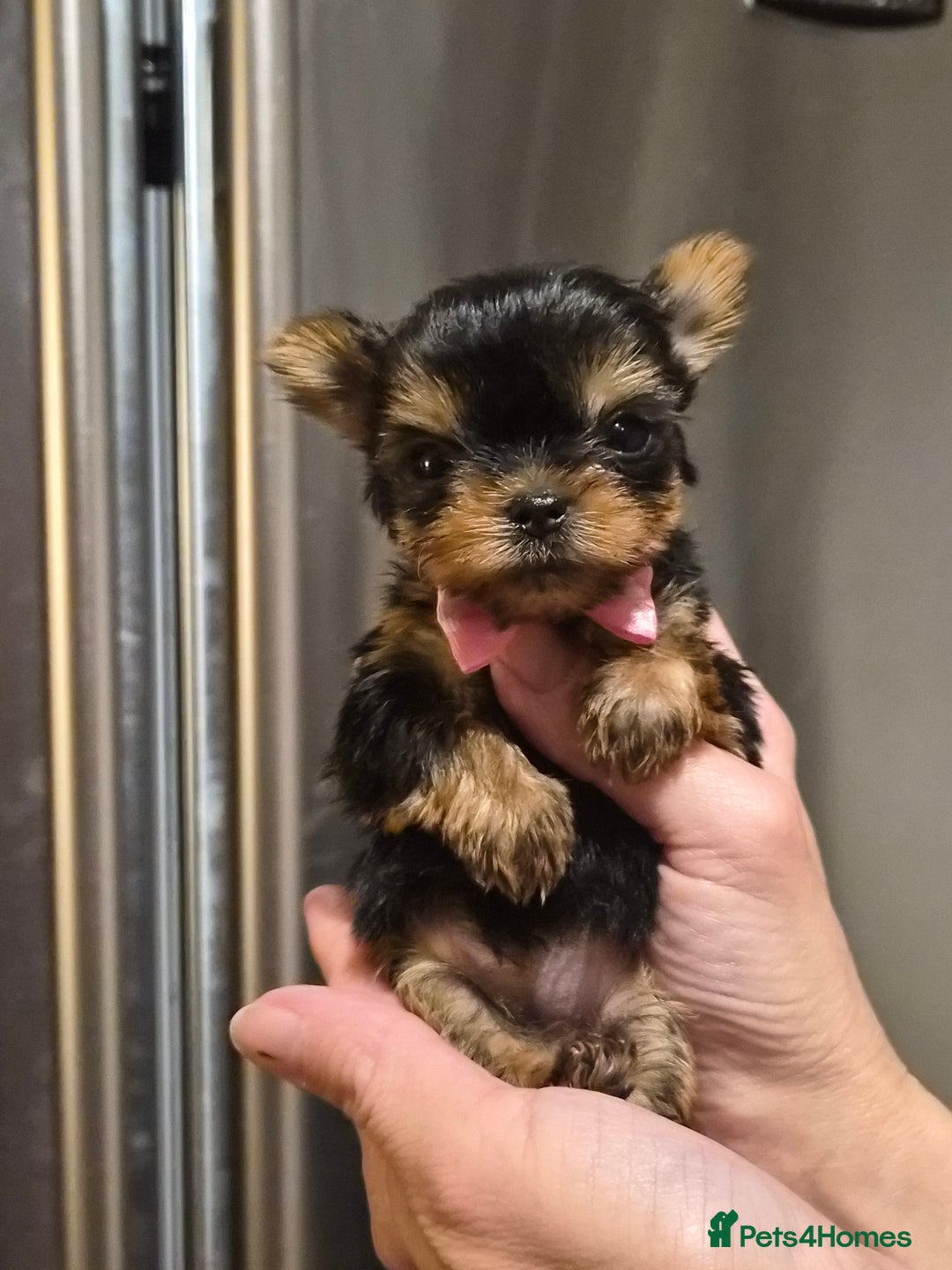 Yorkshire Terrier dogs for sale: 💝Beautiful Miniature Babies from 250g💝 - Image 6