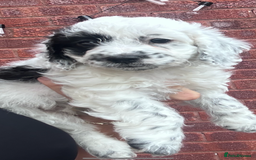 Cavapoo dogs for sale: Cavapoo puppies ready now! One girl left  - Image 1