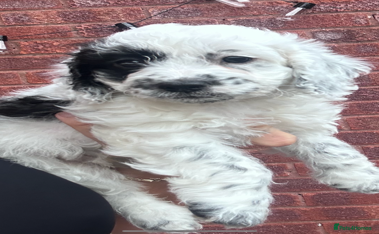 Cavapoo dogs - Advert 8