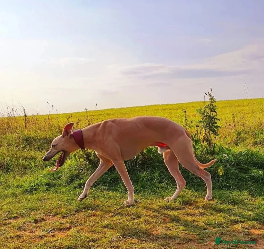 Whippet dogs for stud: Whippet for stud (KC reg; pedigree) Dorset. 20" in Sherborne - Advert 10