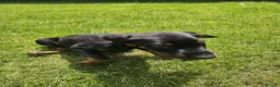 Dobermann dogs for sale: ☆☆Ready to leave Today  Black Doberman Puppies☆☆ - Advert 13