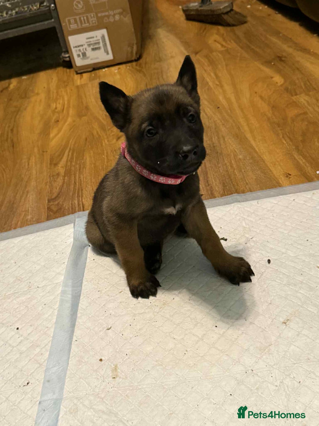 Belgian Shepherd Dog dogs for sale: belgian malinois - Advert 3