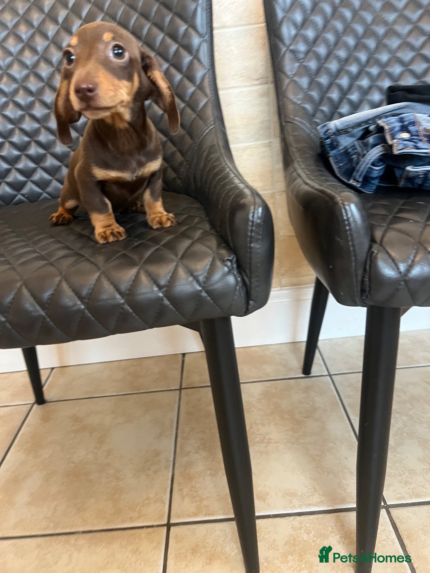 Dachshund dogs Dachshund puppies  - Advert 1