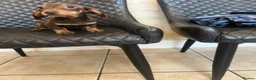 Dachshund dogs for sale: Dachshund puppies  - Advert 1