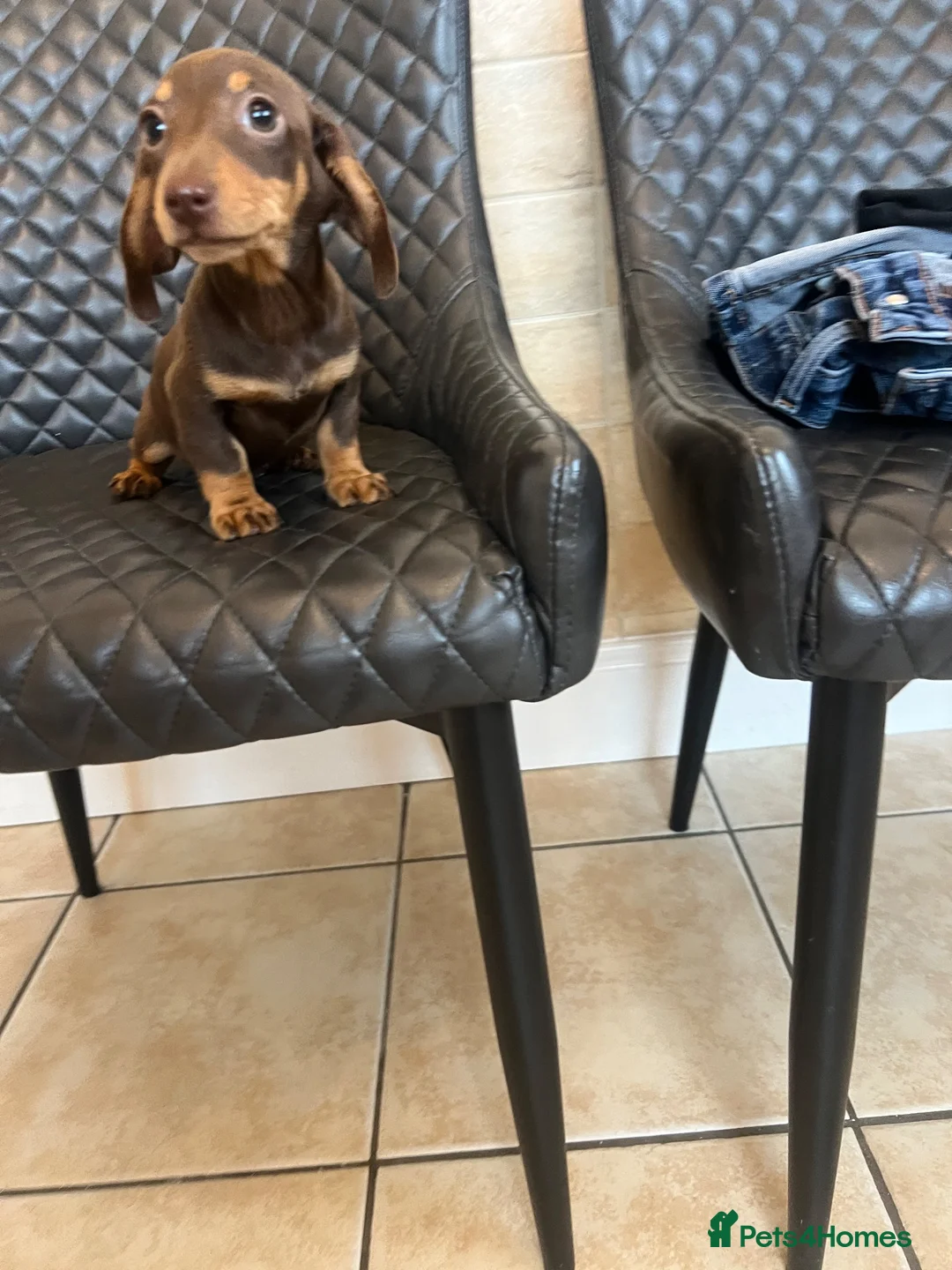 Dachshund dogs for sale: Dachshund puppies  - Advert 1