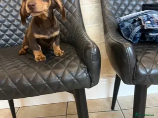 Dachshund dogs Dachshund puppies - Advert 1