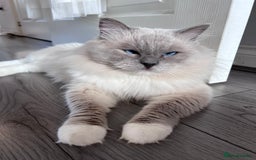 Ragdoll cats for sale: Seal Mitted Ragdoll babies, 4 girls 1 boy - Image 29