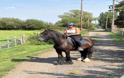 Irish Cob horses for sale: 13.1 Cob Mare - Your Child’s next Best Friend! 🩷 - Image 1
