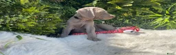 Weimaraner dogs for sale: 💫Reduced Price KC Litter💫 - Advert 22