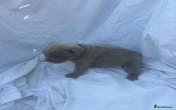 Olde English Bulldogge dogs for sale: Olde English Bulldog Puppies - Image 12