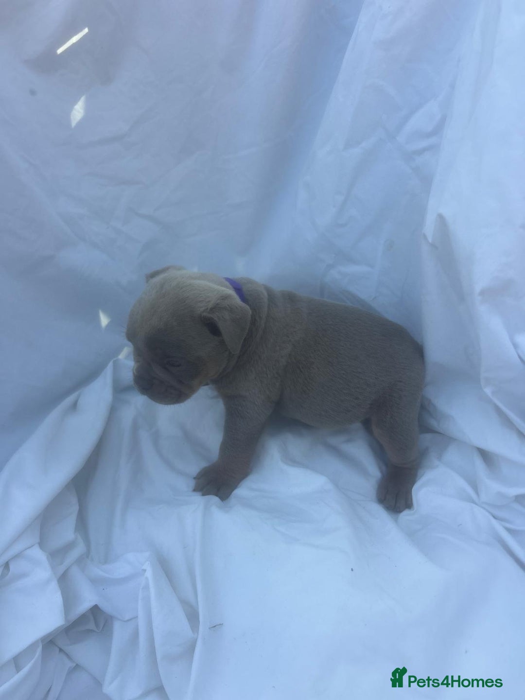 Olde English Bulldogge dogs for sale: Olde English Bulldog Puppies - Image 12