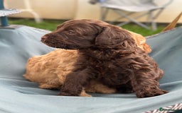 Cavapoo dogs for sale: Beautiful & Healthy Cavapoo Puppies   - Image 4